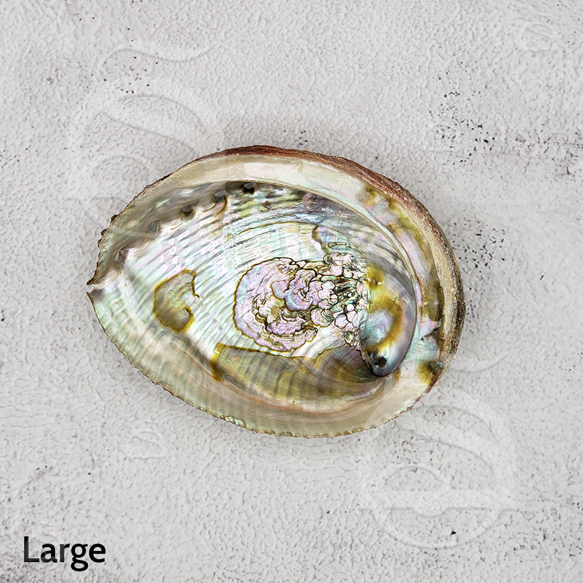 Abalone Shell - Large