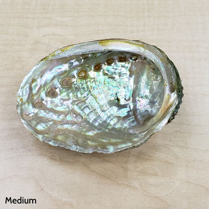 Abalone Shell - Medium