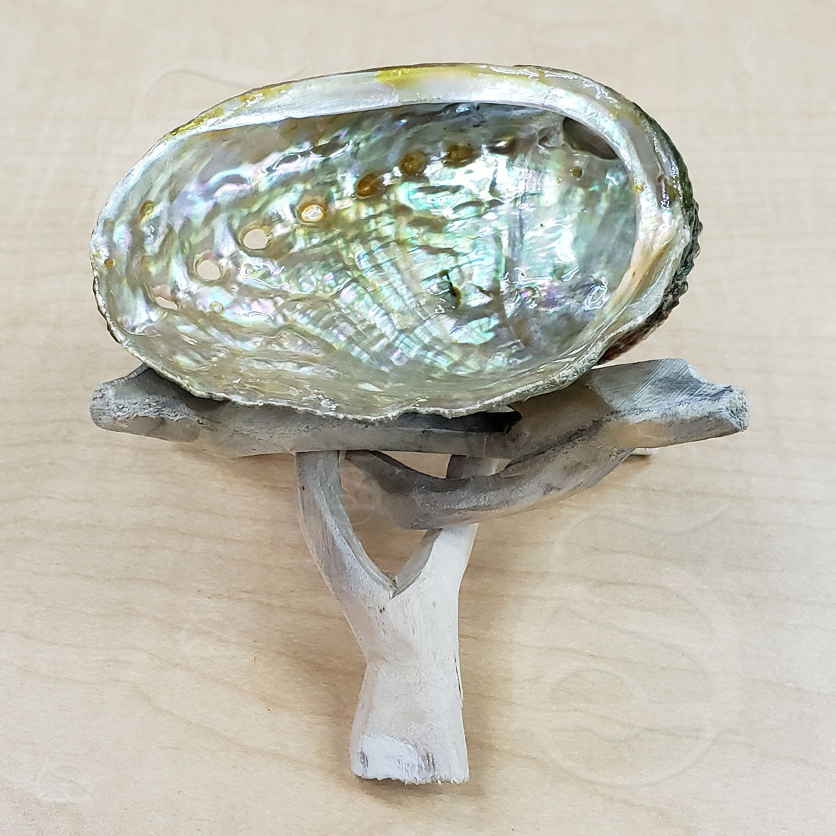 Abalone Shell - Medium