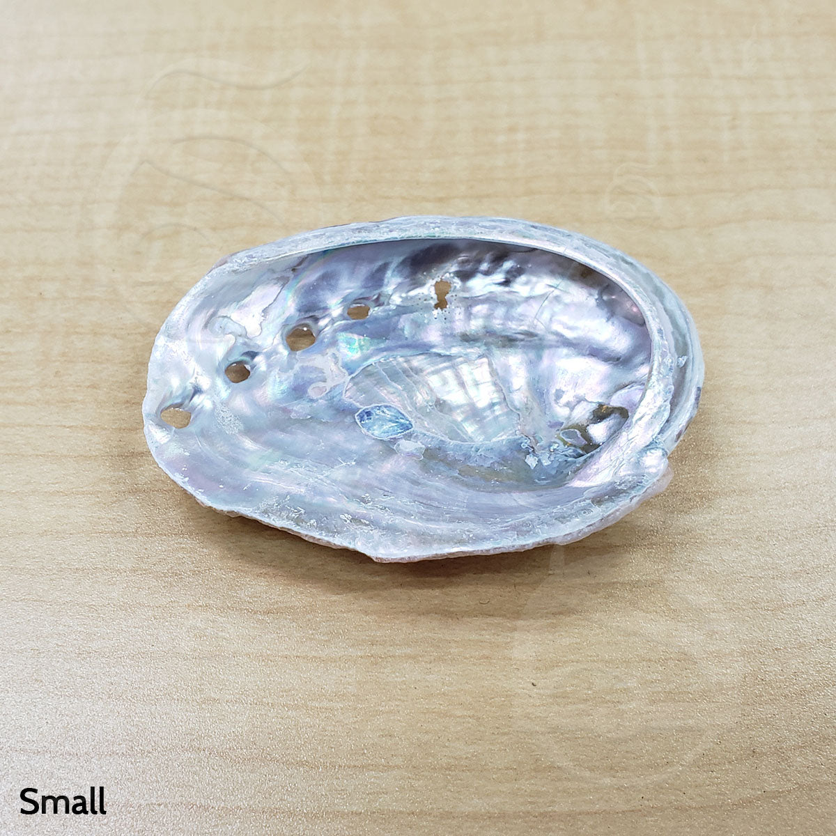 Abalone Shell - Small