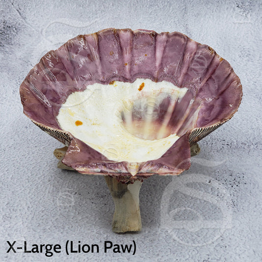 Lion Paw Shell - X-Large