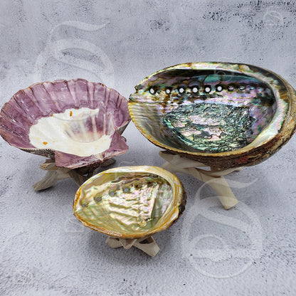 Abalone Shell - Small