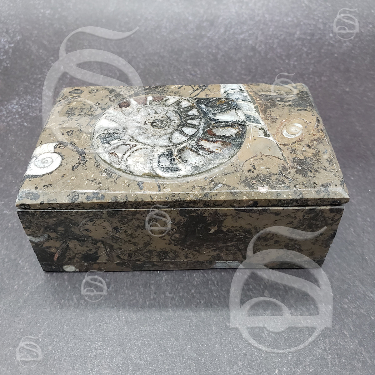 Limestone Goniatite Box