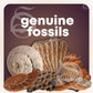 Mega Rock, Fossil & Mineral Activity Kit